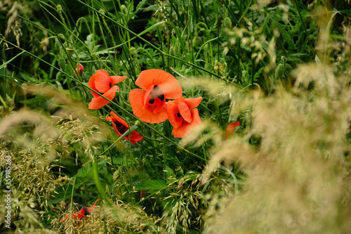 Wallpaper Mural Beautiful red poppies in the green grass Torontodigital.ca