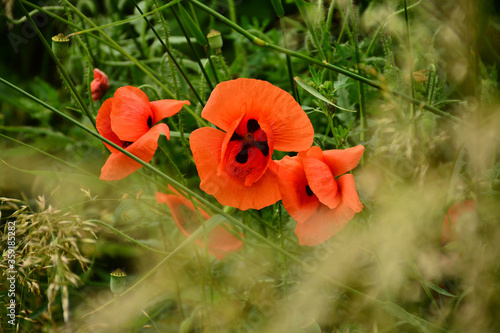 Wallpaper Mural Beautiful red poppies in the green grass Torontodigital.ca