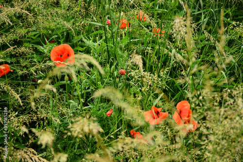 Wallpaper Mural Beautiful red poppies in the green grass Torontodigital.ca