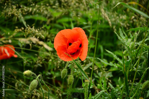 Wallpaper Mural Beautiful red poppies in the green grass Torontodigital.ca