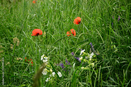 Wallpaper Mural Beautiful red poppies in the green grass Torontodigital.ca