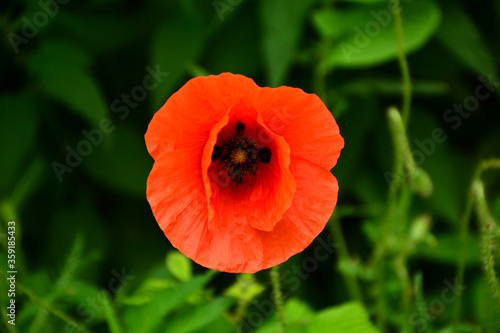 Wallpaper Mural Beautiful red poppies in the green grass Torontodigital.ca