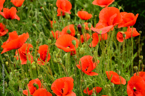 Wallpaper Mural Beautiful red poppies in the green grass Torontodigital.ca