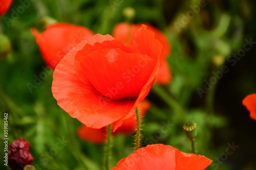 Beautiful red poppies in the green grass