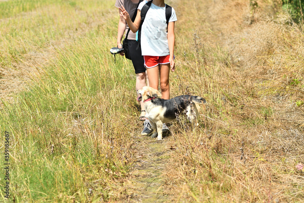 Happy dog and young girl on a walk in the field in hot summer
