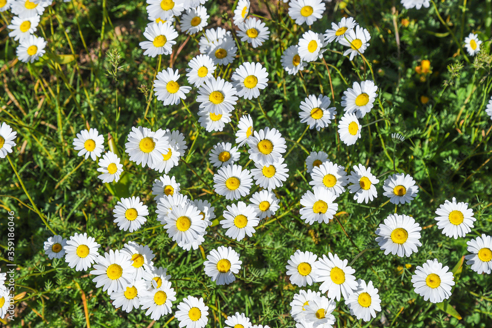 Daisy flowers on the grass during the spring time. Daisy flowers on the grass during the spring time.