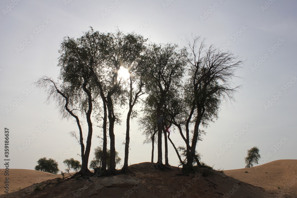 Ghaf trees (Prosopis cineraria) growing in desert sand dunes in Dubai, United Arab Emirates. The drought-resistant tree is the national tree of the United Arab Emirates and part of Emirati heritage.