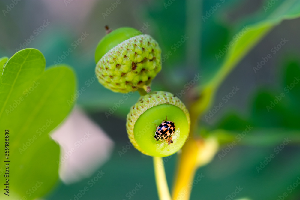 Beautiful beetle on a young oak acorn. Close-up. Beautiful beetle on a young oak acorn. Close-up.