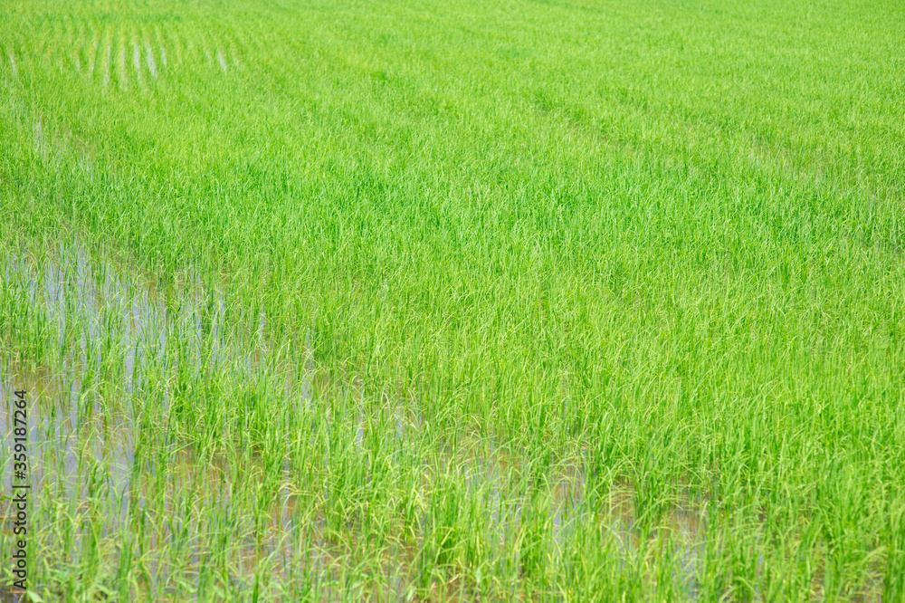 Green rice plants in rice fields that have water. Green rice plants in rice fields that have water.