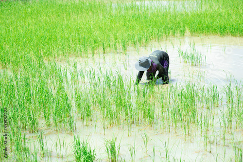 Farmer is planting seedlings in rice fields.