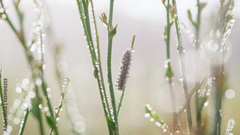 Motion background of caterpillar on grass stem with flowers with dewdrops on meadow on an early foggy summer morning at dawn. Dew sparkles in the sun. Lens flares. Texture of nature. Relax flora Motion background of caterpillar on grass stem with flowers with dewdrops on meadow on an early foggy summer morning at dawn. Dew sparkles in the sun. Lens flares. Texture of nature. Relax flora