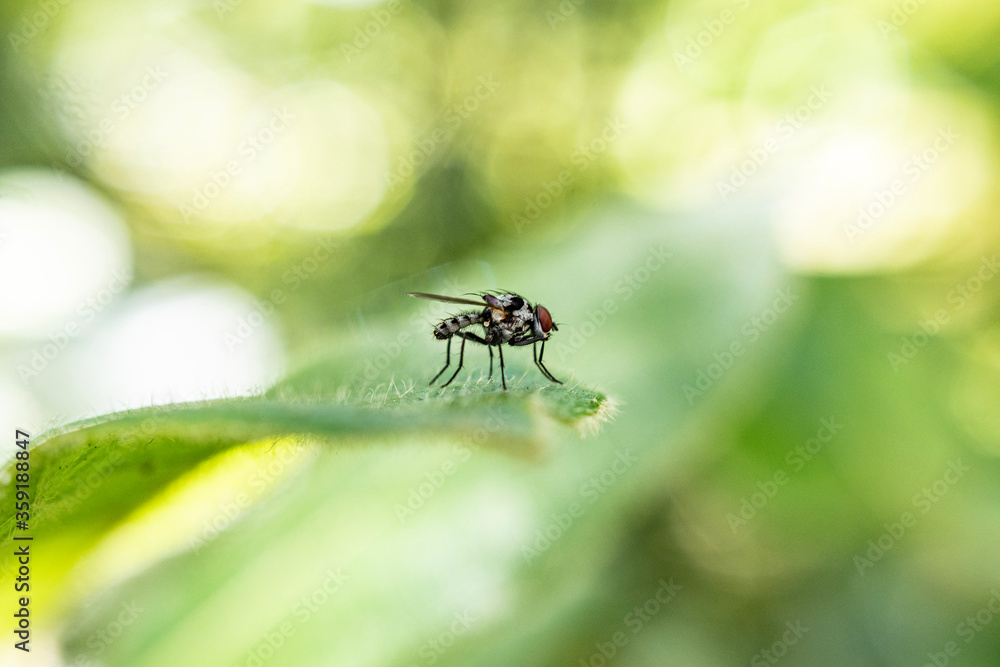 A fly on a leaf with blurry background A fly on a leaf with blurry background
