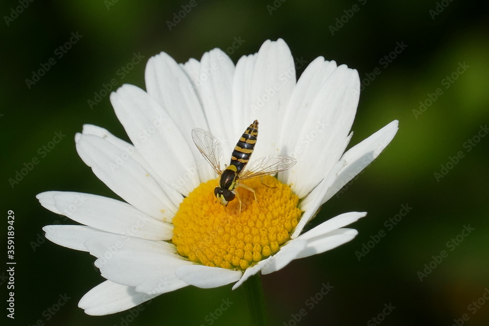 Amblyteles armatorius is a species of parasitic wasp in the family Ichneumonidae, here on a Leucanthemum flower (aster family, Asteraceae), in June near Langenhagen, Hanover district, Germany Amblyteles armatorius is a species of parasitic wasp in the family Ichneumonidae, here on a Leucanthemum flower (aster family, Asteraceae), in June near Langenhagen, Hanover district, Germany