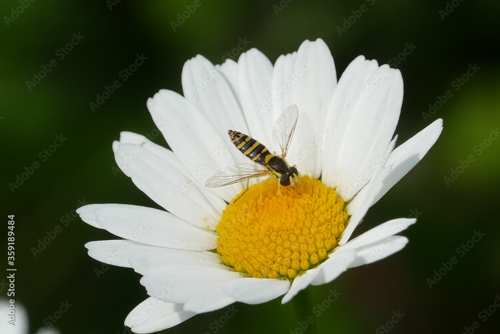 Amblyteles armatorius is a species of parasitic wasp family Ichneumonidae, here on a Leucanthemum flower (aster family, Asteraceae), in June near Langenhagen, Hanover district, Germany Amblyteles armatorius is a species of parasitic wasp family Ichneumonidae, here on a Leucanthemum flower (aster family, Asteraceae), in June near Langenhagen, Hanover district, Germany