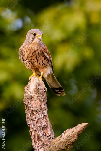 Male Kestrel