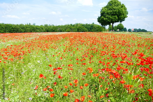 Field full of common poppy, other names are corn poppy, corn rose, field poppy or Flanders poppy (Papaver rhoeas, family Papaveraceae), near Calberlah, district of Gifhorn, Lower Saxony, Germany.