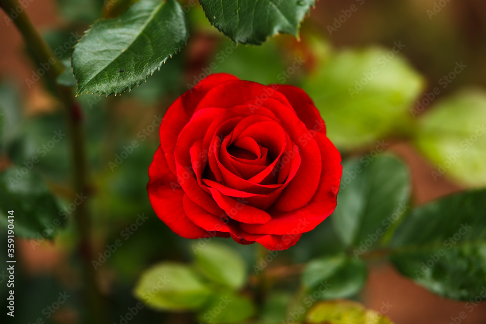 Stromboli red rose flower in bloom in summer garden Stromboli red rose flower in bloom in summer garden