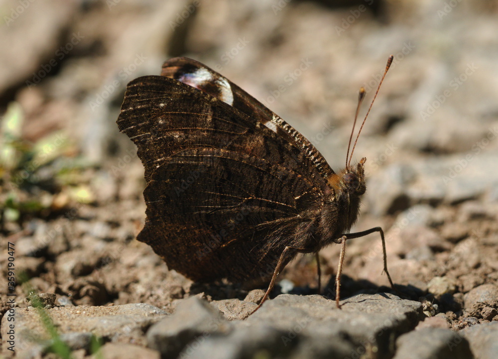 Obraz premium Butterfly on the ground