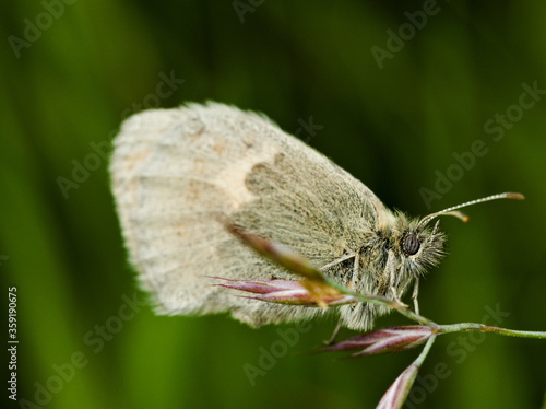 Butterfly on a blade of grass