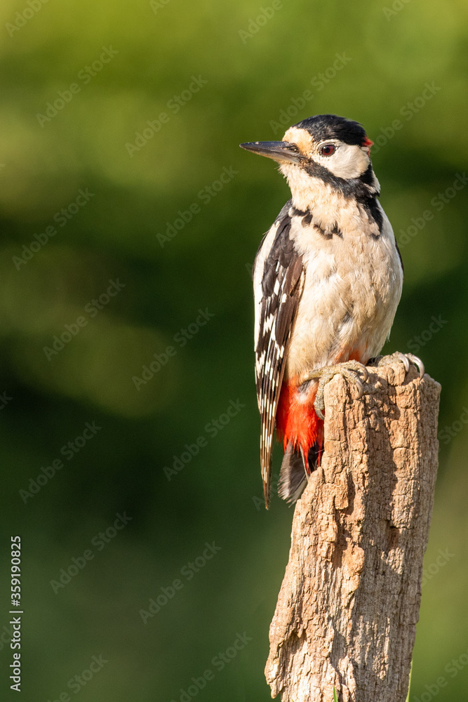 Greater Spotted Woodpecker