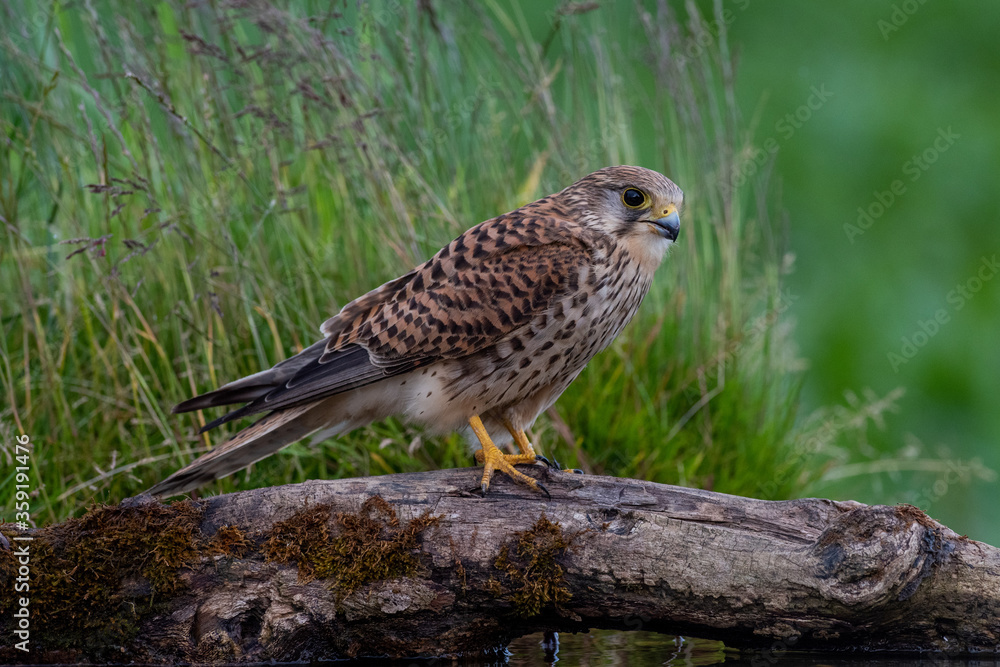 Female Kestrel Female Kestrel