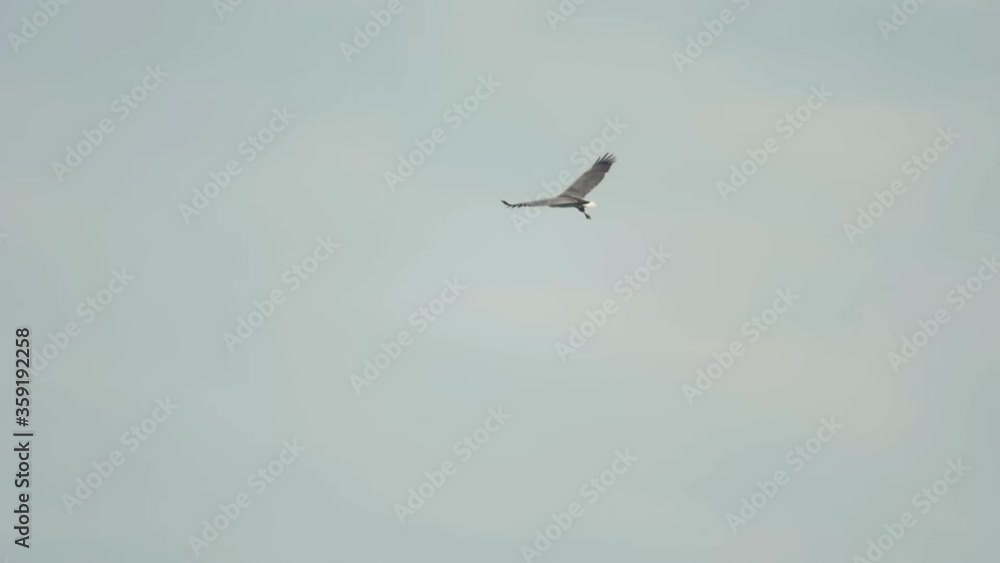 White-bellied sea-eagle. Haliaeetus leucogaster White-bellied sea-eagle. Haliaeetus leucogaster