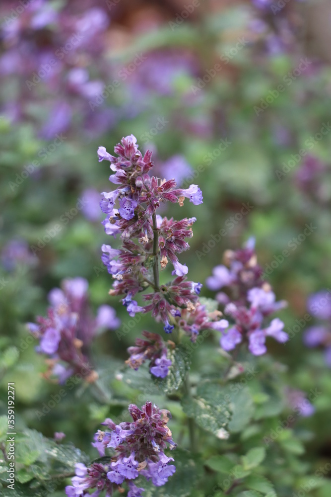 Jardin Jardin