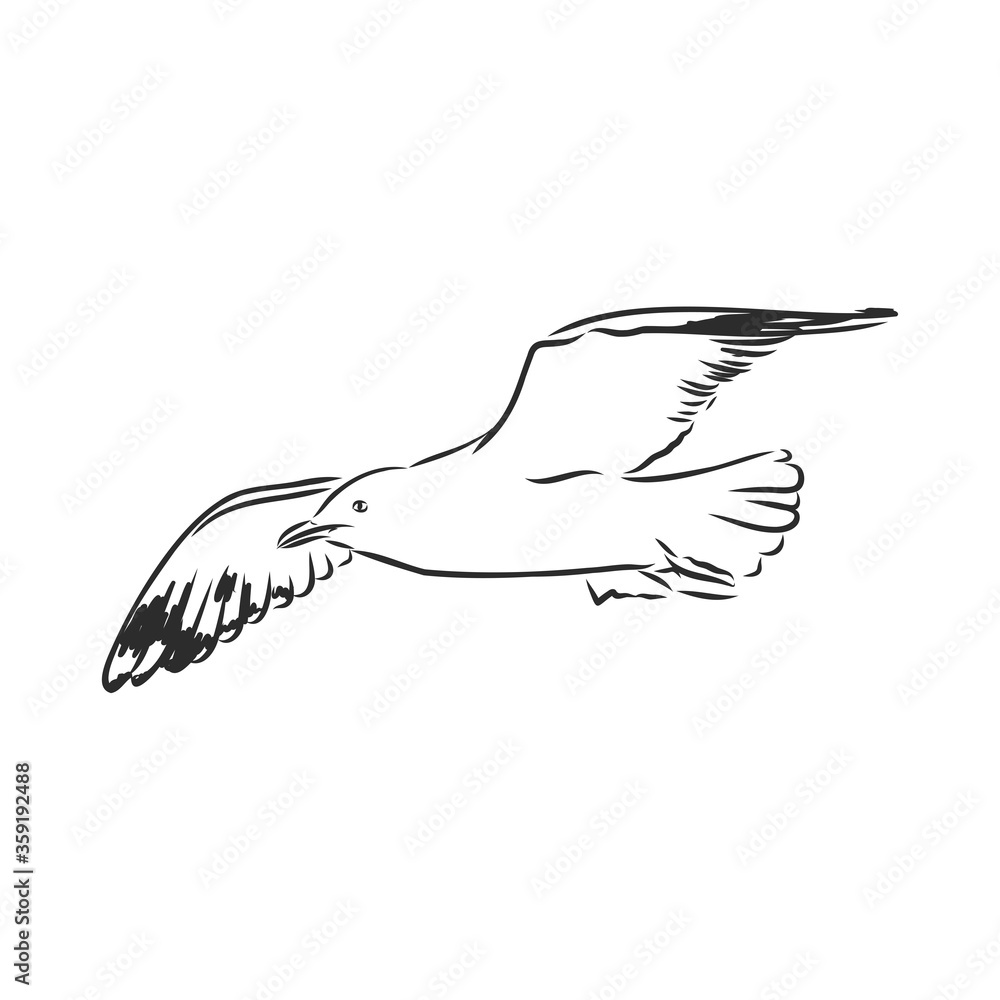 Obraz premium Seagull bird animal sketch engraving vector illustration. Scratch board style imitation. Hand drawn image. Seagull bird, vector sketch illustration