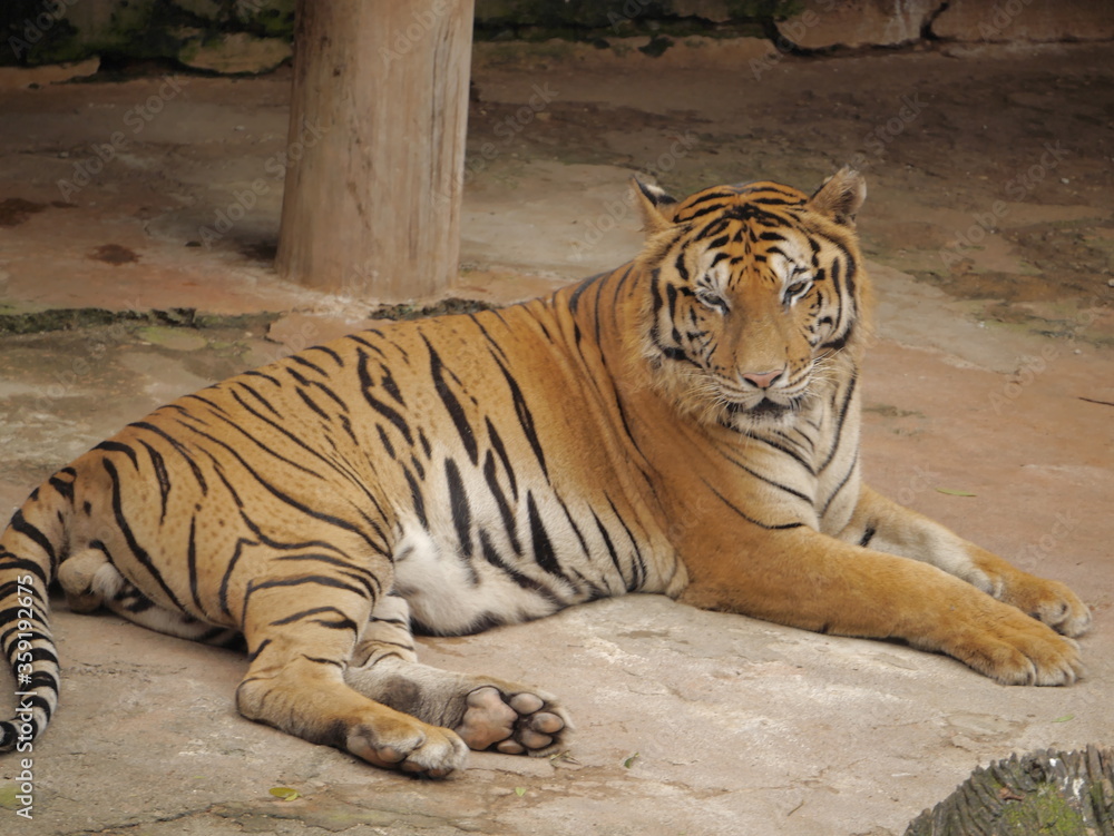 Obraz premium Sri Lanka