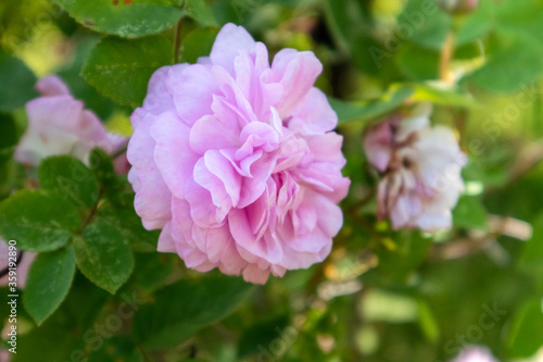 Fototapeta Naklejka Na Ścianę i Meble -  Pink rose Rosa odorata, tea rose on a green bush sunny summer blurred bokeh background. Rich aroma garden tender flower