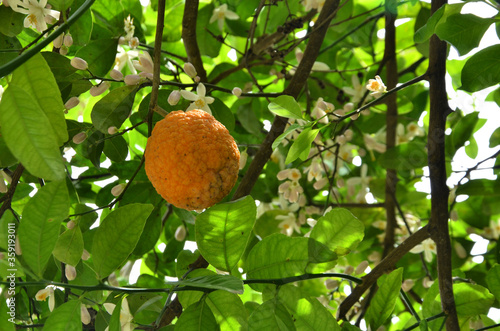 Orange Fruit Growing On Plant