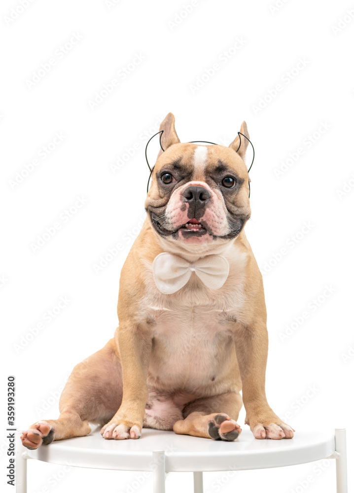 Cute french bulldog  wears headband and white bow tie isolated