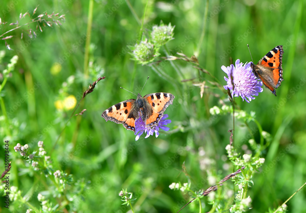 Obraz premium Kleiner Fuchs