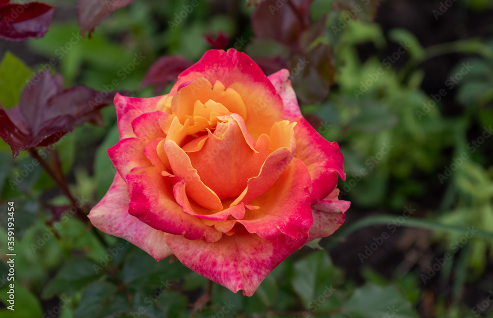 tea-hybrid Pullman orient express rose with dew drops on the petals tea-hybrid Pullman orient express rose with dew drops on the petals
