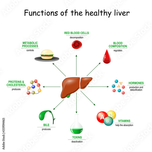 Functions of the healthy liver.