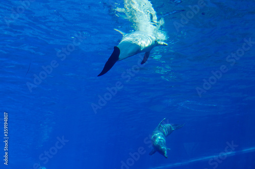 dolphins in a large blue aquarium closeup
