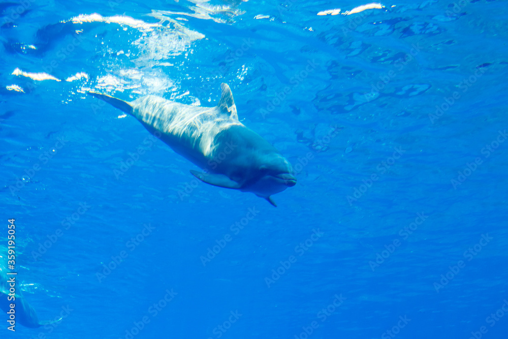 Naklejka premium dolphins in a large blue aquarium closeup