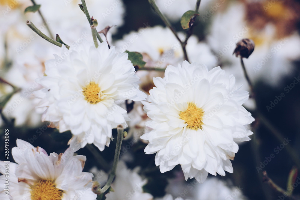 Obraz premium White flowers with yellow stamens