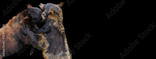 Template of Black Bear with a black background