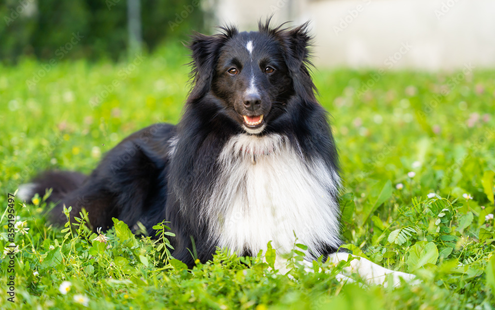 Shelty, shetland shepherd - sheepdog dog in grass Shelty, shetland shepherd - sheepdog dog in grass