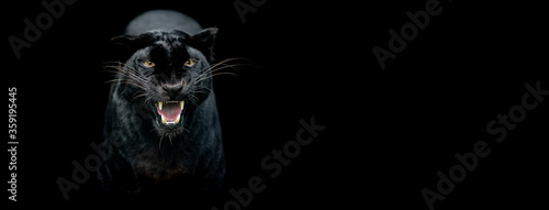 Fototapeta Naklejka Na Ścianę i Meble -  Template of a Black panther with a black background