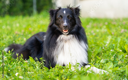 Shelty, shetland shepherd - sheepdog dog in grass