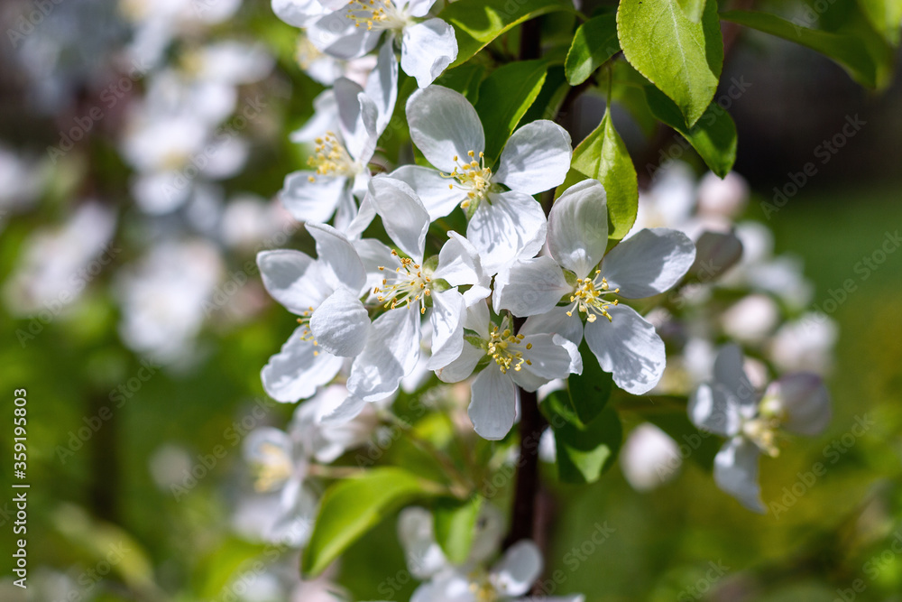 White Apple blossoms bloom on a background of green foliage. Close up White Apple blossoms bloom on a background of green foliage. Close up