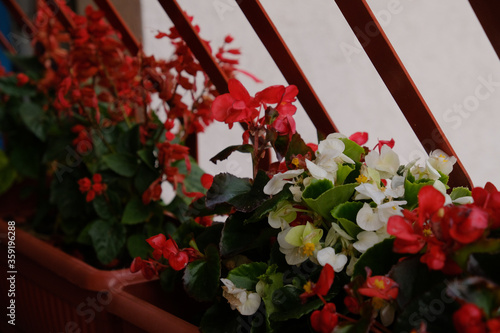 Fototapeta Naklejka Na Ścianę i Meble -  red and white flowers in a garden