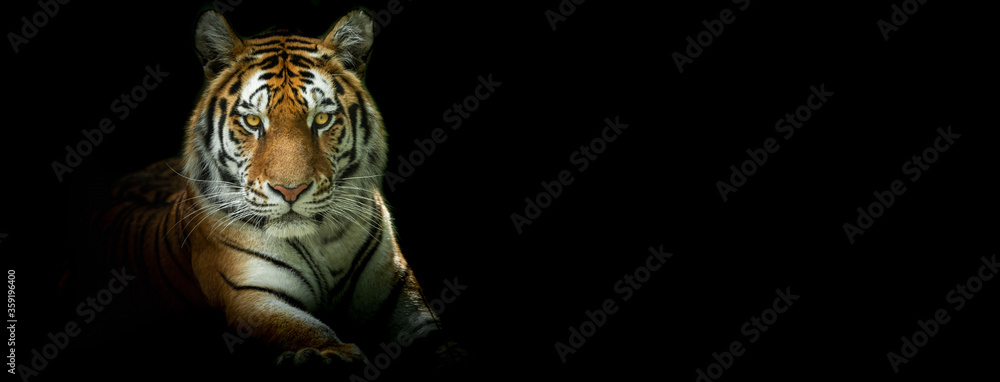 Template of a Tiger with a black background