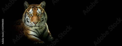 Obraz na płótnie Template of a Tiger with a black background w salonie