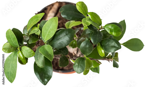 Wallpaper Mural Green bonsai tree in a pot, top view, white background Torontodigital.ca