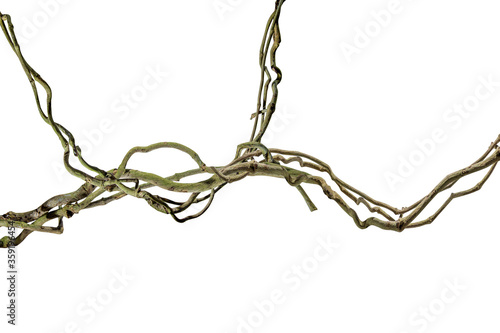 wood root Bush grape or three-leaved wild vine cayratia (Cayratia trifolia) liana ivy plant bush, nature frame jungle border, isolated on white background with clipping path included. Floral Desaign. photo