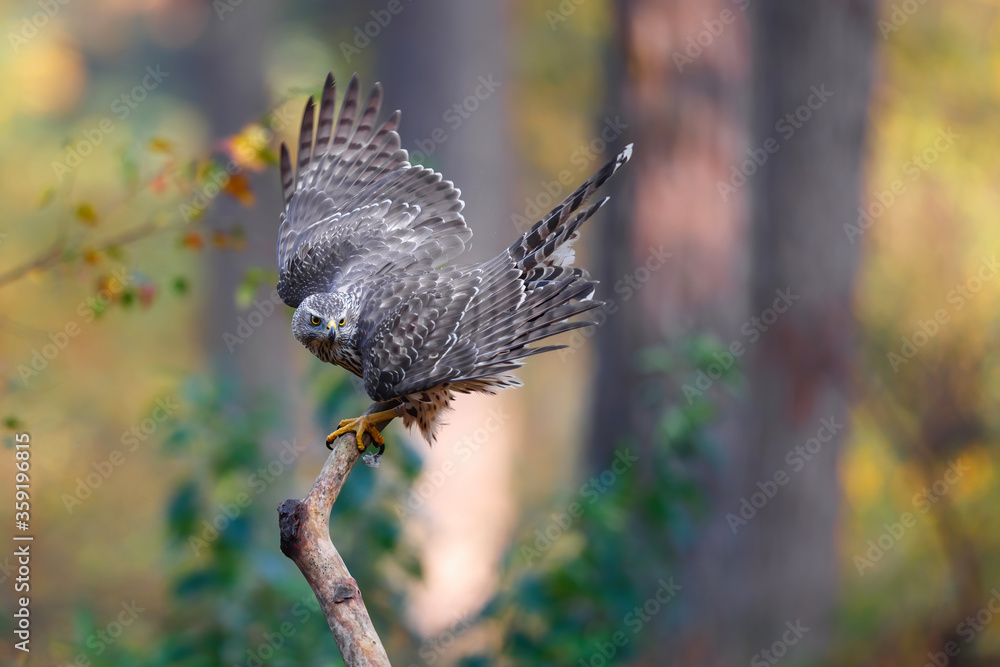 Fototapeta premium Northern Goshawk (Accipiter gentilis) sitting on a branch ready for take off in the forest of Noord Brabant in the Netherlands. 