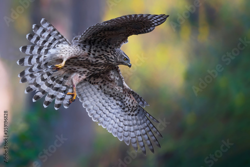 Northern Goshawk  (Accipiter gentilis) flying in the forest of Noord Brabant in the Netherlands. 